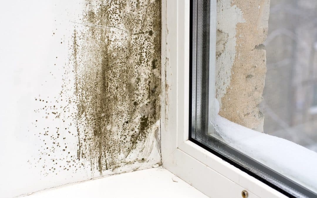 prevent mold