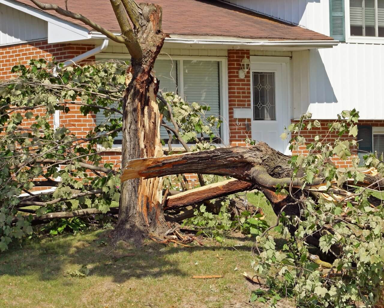 signs its time to remove a tree