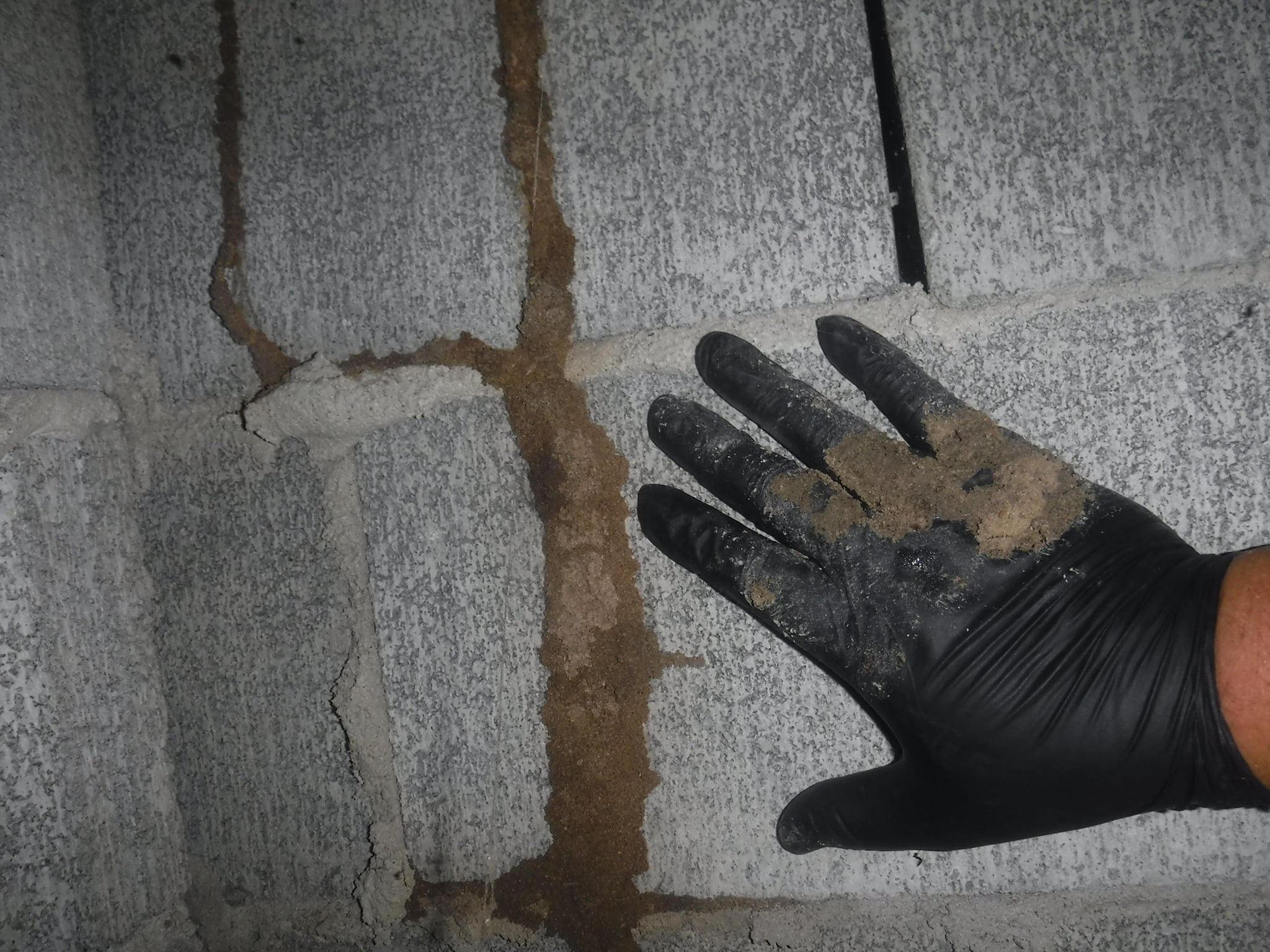 Coastline Home Inspection - Termite Trouble in Southern Florida: What We Look for During Home Inspections