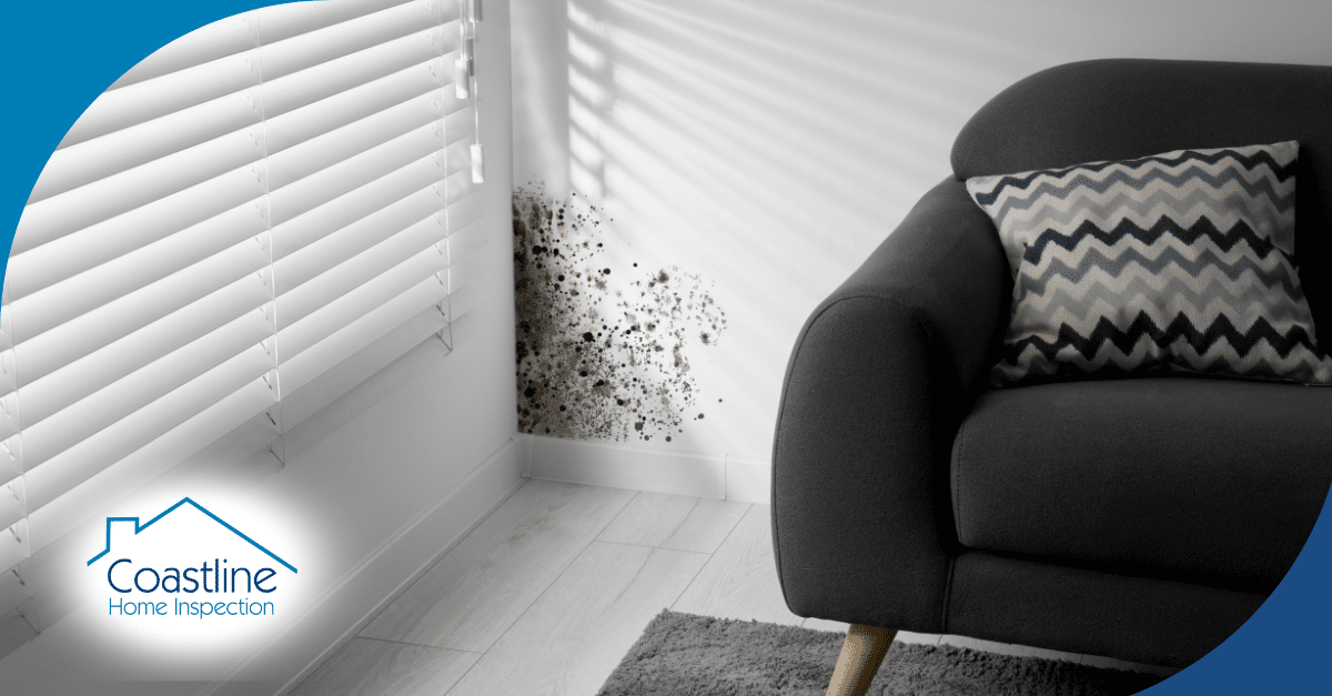 Mold growth on the lower corner of a living room wall near a window