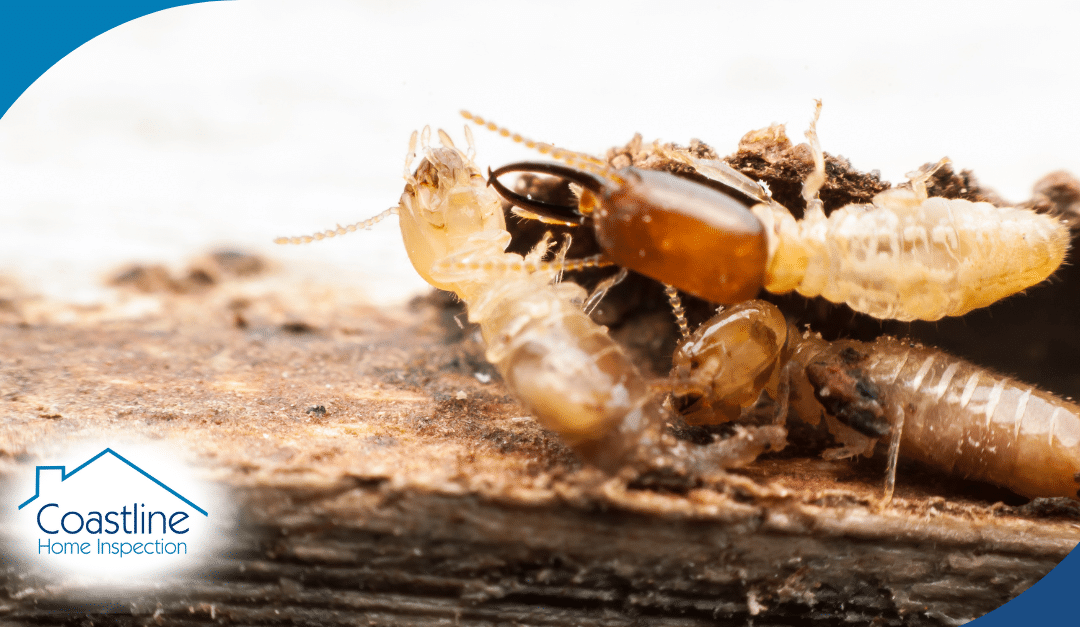 Termite Damage? A Home Inspection Will Reveal It